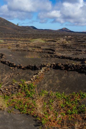 Traditional viticulture on volcanic soil. Vineyards in the La Geria region. Lanzarote island, Canary islands, Spain, Europe