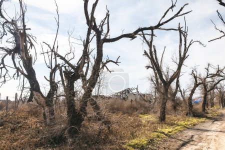 Árboles dañados por múltiples explosiones y casas destruidas se ven a lo largo de un camino de tierra en la región de Kherson de Ucrania.