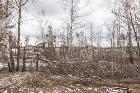 Fallen and broken trees as a result of explosions are seen in the village of Ruski Tyshky in Kharkiv Region 