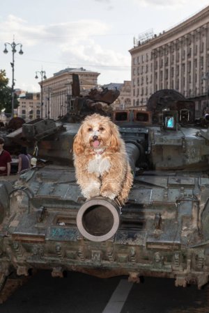 Téléchargez les photos : KYIV, UKRAINE - 24 août 2023 : Les visiteurs de l'exposition prennent des photos du chien planté sur le canon d'un char russe brûlé. - en image libre de droit