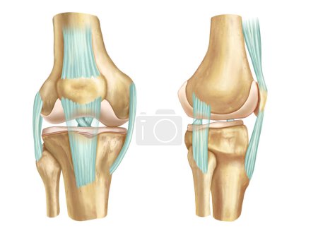 Foto de Front and side anatomical view of an human knee. Digital illustration. - Imagen libre de derechos