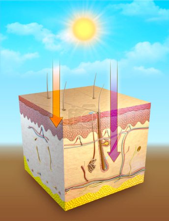 Téléchargez les photos : Diagramme montrant les effets des rayons UV sur différentes parties de la peau. Illustration numérique, rendu 3D. - en image libre de droit