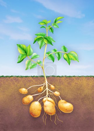Téléchargez les photos : Diagramme montrant une plante de pomme de terre avec tige, feuilles et tubercules poussant dans le sol. Illustration traditionnelle sur papier. - en image libre de droit
