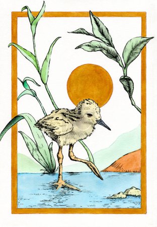 Téléchargez les photos : Jeune échassier à ailes noires errant dans un étang. Illustration traditionnelle sur papier, ma propre œuvre d'art. - en image libre de droit