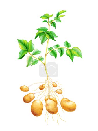 Foto de Diagrama que muestra una planta de papa con tallo, hojas y sus tubérculos creciendo en el suelo. Ilustración tradicional sobre papel. - Imagen libre de derechos