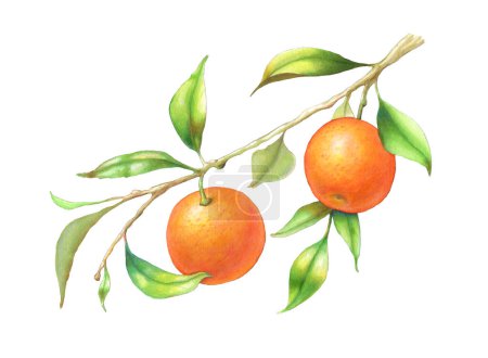 Foto de Dos naranjas colgando de una rama frondosa. Ilustración tradicional sobre papel. - Imagen libre de derechos