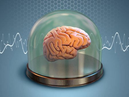 Foto de Cerebro humano almacenado en una cúpula de vidrio. Ilustración digital, renderizado 3D. - Imagen libre de derechos