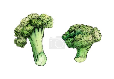 Téléchargez les photos : Dessin à l'encre et à l'aquarelle de quelques tiges de brocoli. Illustration traditionnelle sur papier. - en image libre de droit