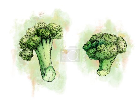 Téléchargez les photos : Dessin à l'encre et à l'aquarelle de quelques tiges de brocoli. Illustration traditionnelle sur papier. - en image libre de droit