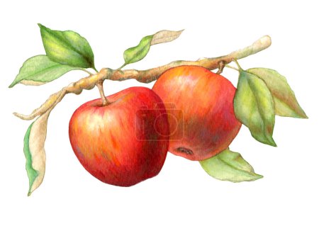 Téléchargez les photos : Pommes rouges colorées pendantes à une branche feuillue. Illustration traditionnelle sur papier, ma propre œuvre d'art. - en image libre de droit