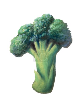 Téléchargez les photos : Peinture de quelques tiges et fleurs de brocoli - en image libre de droit