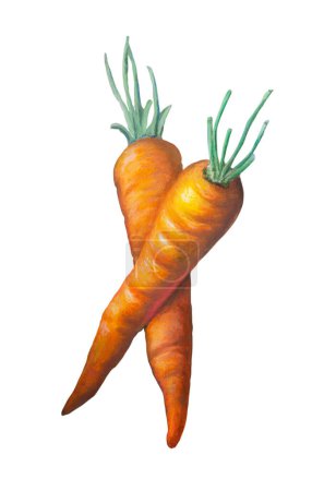 Foto de Pintura de dos zanahorias sobre un fondo oscuro. Pasteles al óleo sobre papel. - Imagen libre de derechos
