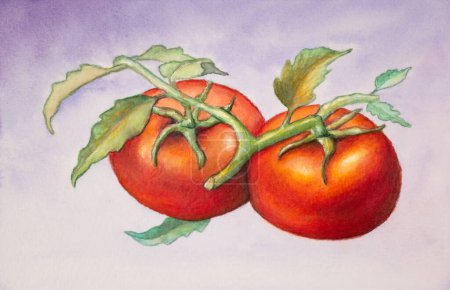 Téléchargez les photos : Quelques tomates fraîches sur la vigne. Illustration traditionnelle à l'aquarelle sur papier, ma propre œuvre d'art. - en image libre de droit