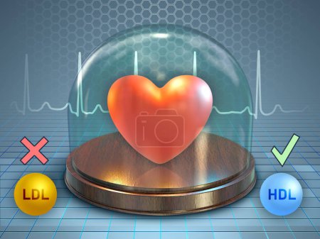 Foto de Corazón humano almacenado en una cúpula de vidrio. Efectos positivos y negativos del colesterol LDL y HLD en la salud cardiovascular. Ilustración digital, renderizado 3D. - Imagen libre de derechos