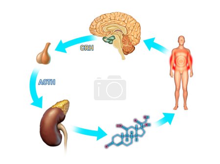 Basic stress response diagram of the human body. Digital illustration, 3D render.