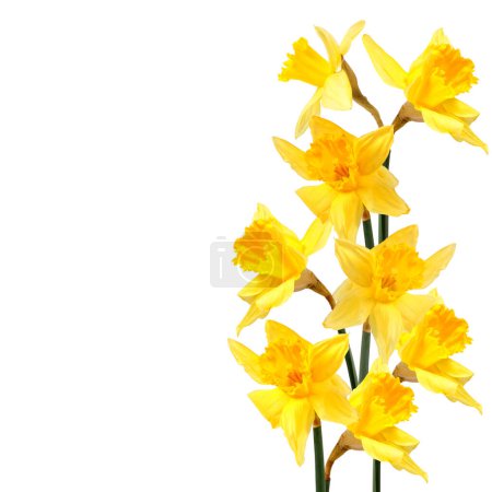 Photo for Yellow daffodils isolated on white background. - Royalty Free Image