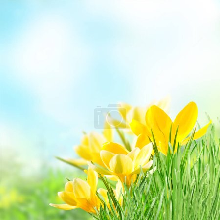 Photo for Yellow crocuses against the blue sky - Royalty Free Image