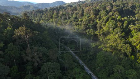 Téléchargez les photos : Lever de soleil dans la forêt tropicale. forêt langkawi, vue sur drone - en image libre de droit