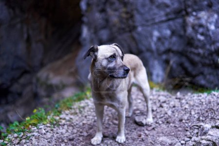 Foto de Perro pastor abandonado en el bosque en busca de su amo - Imagen libre de derechos