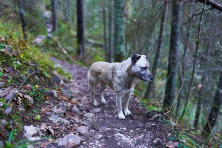 Foto de Perro pastor abandonado en el bosque en busca de su amo - Imagen libre de derechos
