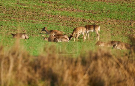 Foto de Grupo de ciervos en barbecho, Dama dama, en un campo junto al bosque - Imagen libre de derechos