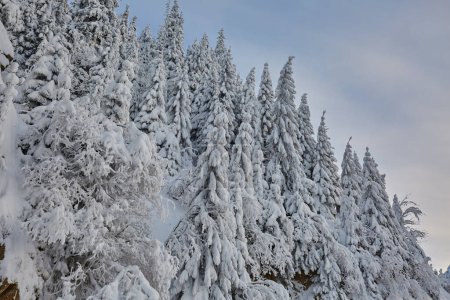 Photo for Pine forest covered in snow in the mountains during winter time - Royalty Free Image