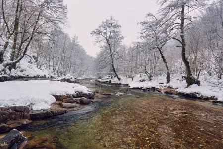 Foto de Paisaje invernal con un río que fluye a través del bosque cubierto de nieve - Imagen libre de derechos