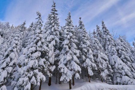 Foto de Bosque de pinos cubierto de nieve en las montañas durante el invierno - Imagen libre de derechos