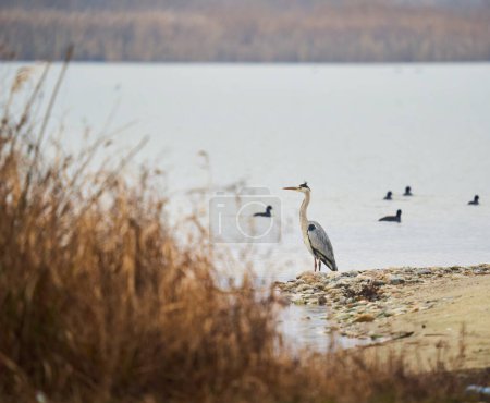 Foto de A large grey heron on the water - Imagen libre de derechos