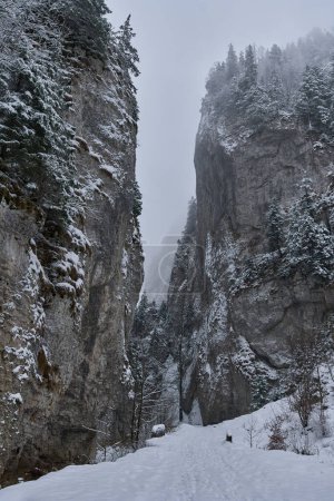 Foto de Winter landscape with snowy pine forests in the mountains - Imagen libre de derechos