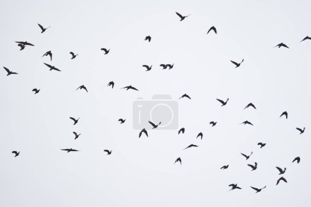 Téléchargez les photos : A flock of crows flying against cloudy sky - en image libre de droit