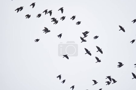 Photo for A flock of crows flying against cloudy sky - Royalty Free Image
