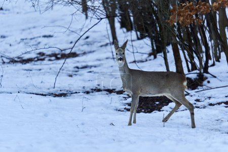 Foto de Ciervos buscando comida a través de la nieve en el bosque - Imagen libre de derechos
