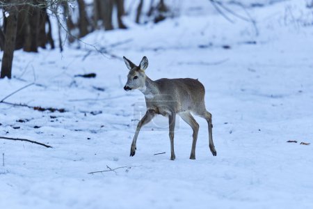 Foto de Ciervos buscando comida a través de la nieve en el bosque - Imagen libre de derechos