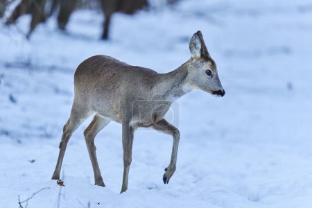 Téléchargez les photos : Chevreuil à la recherche de nourriture à travers la neige dans la forêt - en image libre de droit