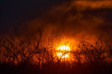 Foto de Sun setting through the clouds and barren plum orchard branches in the late winter - Imagen libre de derechos