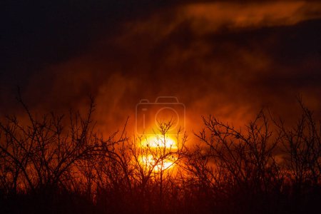 Foto de Sun setting through the clouds and barren plum orchard branches in the late winter - Imagen libre de derechos