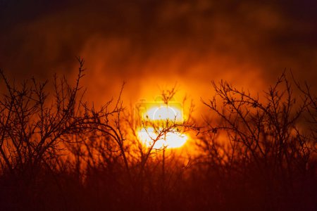 Téléchargez les photos : Sun setting through the clouds and barren plum orchard branches in the late winter - en image libre de droit