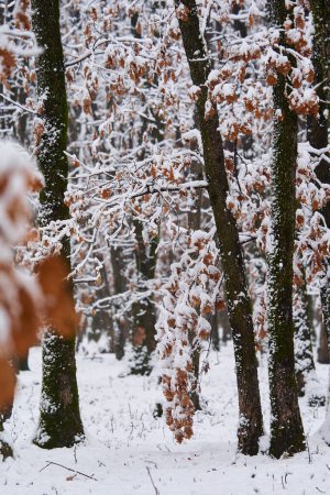 Téléchargez les photos : Landscape with frozen oak forest with snow in the winter - en image libre de droit