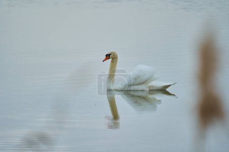 Photo for Swan swimming on a lake or river, with reflection - Royalty Free Image