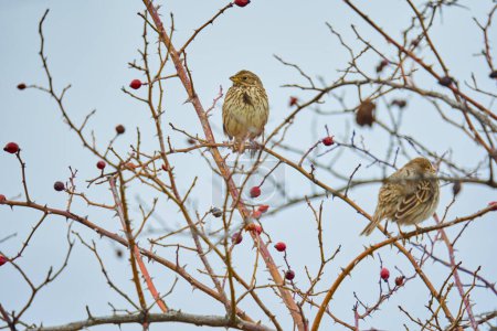 Photo for Corn bunting bird perched on a twig in a bush - Royalty Free Image
