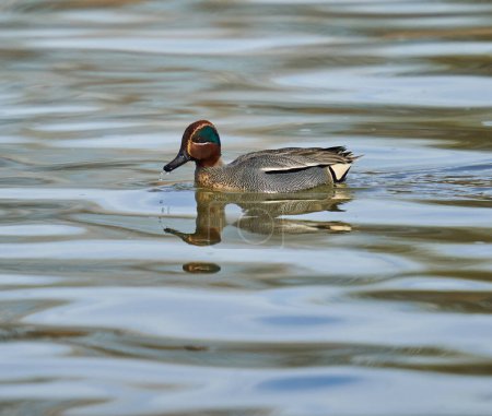 Photo for Eurasian green-winged teal bird male on the river, swimming - Royalty Free Image