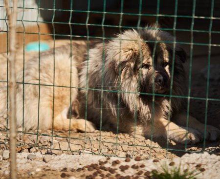 Foto de Gran perro guardián de los Cárpatos en su recinto - Imagen libre de derechos