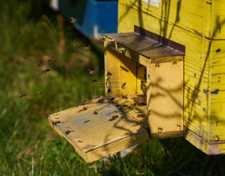 Foto de La primavera ha llegado, las abejas están empezando a enjambre en y alrededor de las colmenas - Imagen libre de derechos