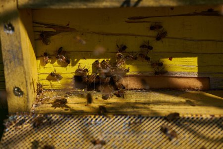 Photo for Spring has arrived, bees are starting to swarm in and around the hives - Royalty Free Image