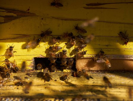 Photo for Spring has arrived, bees are starting to swarm in and around the hives - Royalty Free Image