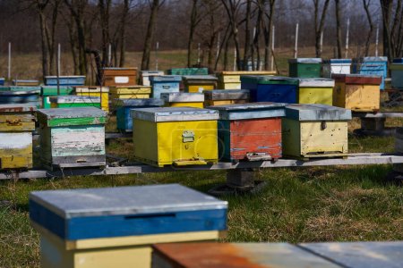 Téléchargez les photos : Le printemps est arrivé, les abeilles commencent à grouiller dans et autour des ruches - en image libre de droit