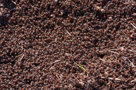 Photo for Closeup of a swarming nest of black-red ants - Royalty Free Image