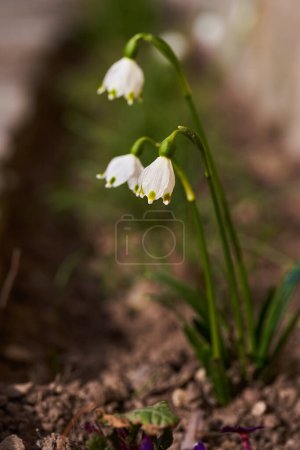 Foto de Flores de nieve de primavera en el jardín, primer plano - Imagen libre de derechos