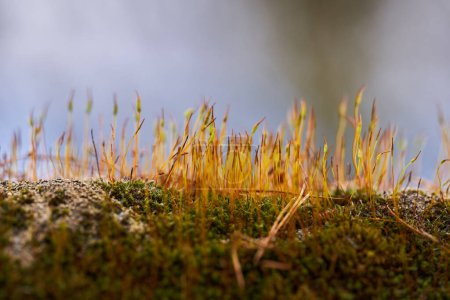 Téléchargez les photos : Gros plan de petite herbe sur mousse verte, fond flou - en image libre de droit